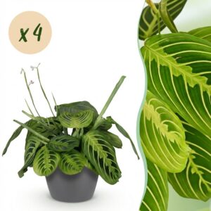 Maranta Fascinator Lemon Lime - Gebetspflanze - Haustierfreundliche Pflanze - Grün - 4 Pflanzen - mit Potter Grey