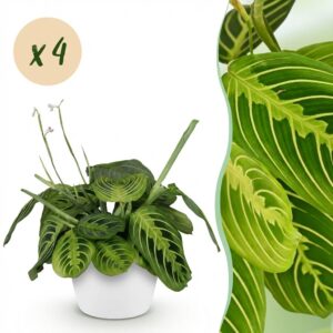 Maranta Fascinator Lemon Lime - Gebetspflanze - Haustierfreundliche Pflanze - Grün - 4 Pflanzen - mit Potter White