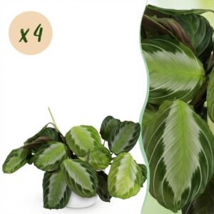 Maranta Fascinator Silverband - Gebetspflanze - Haustierfreundliche Pflanze - Grün - 4 Pflanzen - mit Potter Weiß