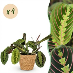 Maranta Fascinator Tricolour - Gebetspflanze - Haustierfreundliche Pflanze - Grün - 4 Pflanzen - mit Korb