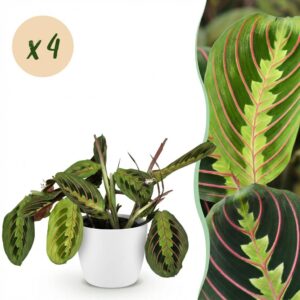 Maranta Fascinator Tricolour - Gebetspflanze - Haustierfreundliche Pflanze - Grün - 4 Pflanzen - mit Potter Weiß