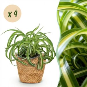 Chlorophytum comosum Bonnie - Krause Graslilie - Haustierfreundliche Pflanze - Grün - 4 Pflanzen - mit Korb