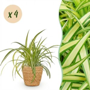 Chlorophytum comosum Variegatum - Bunte Graslilie - Haustierfreundliche Pflanze - Grün - 4 Pflanzen - mit Korb