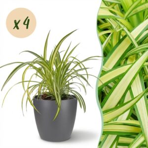 Chlorophytum comosum Variegatum - Bunte Graslilie - Haustierfreundliche Pflanze - Grün - 4 Pflanzen - mit Potter Grey