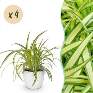Chlorophytum comosum Variegatum - Bunte Graslilie - Haustierfreundliche Pflanze - Grün - 4 Pflanzen - mit Potter White