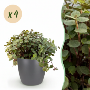 Calissia repens - Katzengras - Haustierfreundlich - Grün - 4 Pflanzen - mit Potter Grey