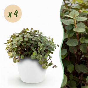 Calissia repens - Katzengras - Haustierfreundlich - Grün - 4 Pflanzen - mit Potter White