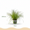 Cyperus alternifolius Zumula - Katzengras - Haustierfreundliche Pflanze - Grün - 4 Pflanzen - mit Potter Grey