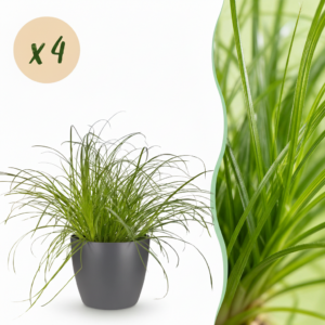 d3cd810f936a457685553fe46e434cb544b694efd27b4b31bc3166f17350b377.png Cyperus alternifolius Zumula - Katzengras - Haustierfreundliche Pflanze - Grün - 4 Pflanzen - mit Potter Grey