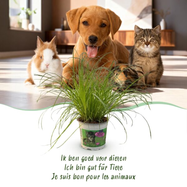 Cyperus alternifolius Zumula - Katzengras - Haustierfreundliche Pflanze - Grün - 4 Pflanzen - mit Potter Grey