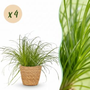 249369c7c29544e4b1f61b5aa60c0f3c16aeedb2a11a443ba9423cca6652be3d.png Cyperus alternifolius Zumula - Katzengras - Haustierfreundliche Pflanze - Grün - 4 Pflanzen - mit Korb