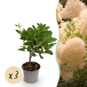 00c177d4e0064874bcc374a03f5e748ca460372c2c864ee1a32f77650289f401.jpg Cotinus coggyria Young Lady - Grün 3 Pflanzen - Laubabwerfend - Pflegeleicht