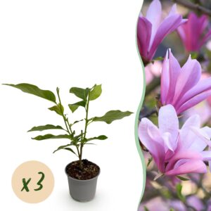 f7b44e49a2a64751a6aeca0610e1c898670d503390a94373ae9c72401097fb5e-1.jpg Magnolia Betty - Blüte Weiß - 3 Pflanzen - Laubabwerfend - Pflegeleicht