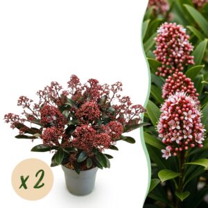 6eb9fb287d404698b9a954e3dc72bfdac62ba071ccdd40a8a5ba0274f8ef1c60.jpg Skimmia japonica Rubella - Blüte Rot - 15+ Blüten - 2 Pflanzen - Winterhart