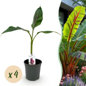 a21aa9d2856241769b422d97d91a6f6ecce40930a8114c5b97b8a1af0c7f28a9.jpg Obstpflanze - Bananenpflanze - Musa sikkemensis Red Tiger - Winterhart - 4 Pflanzen