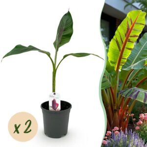 e915e96011404aceb5a792efb748aa466f72d63104e84c058c2e0b2d15c1227e.jpg Obstpflanze - Bananenpflanze - Musa sikkemensis Red Tiger - Winterhart - 2 Pflanzen