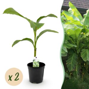 5aff4d83759e49e98b4e79ffa50186f83f676be0aec64a919d1b82e4dc09baff.jpg Obstpflanze - Bananenpflanze - Musa Basjoo - Winterhart - 2 Pflanzen