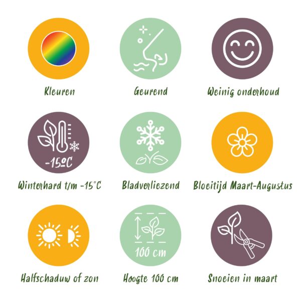 Staudenpaket - Duftend - 24 Stauden - Für 3 m2 - Verschiedene Farben - Wenig Pflege