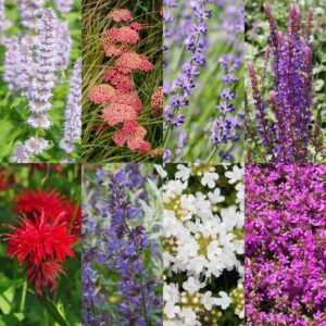 a188d672389f4c59a139f3ac4a7121845800f62243604a608fa1cf735ba5bc56.jpg Beetpaket – Duftend – 24 Stauden – 3 m² – Verschiedene Farben – Pflegeleicht