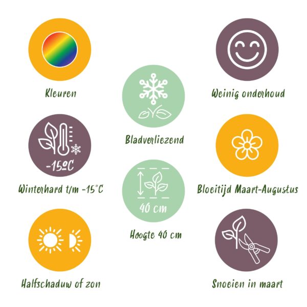 Staudenpaket - Bodendecker - 8 Stauden - Für 1 m2 - Verschiedene Farben - Wenig Pflege