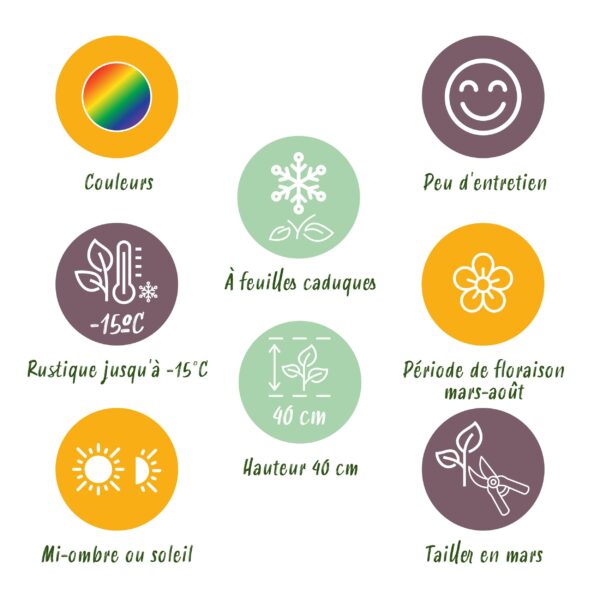 Staudenpaket - Bodendecker - 8 Stauden - Für 1 m2 - Verschiedene Farben - Wenig Pflege