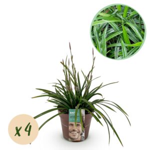 7435653425414f73babfbdf82cf42bdcb43a1c4be950455398acceb4c8430ec0.jpg Ziergräser - Carex morrowii Irish Green - Grün & Gelb - 4 Pflanzen - Immergrün - Pflegeleicht