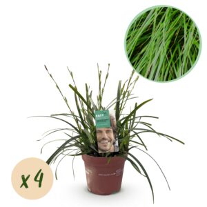 e4bcb04d827d4bc5b2fa5ef35bb57a04704676f1be7547e9b5c8904eba59936d.jpg Ziergräser - Carex oshimensis Intense Green - Grün - 4 Pflanzen - Immergrün - Wenig Pflege
