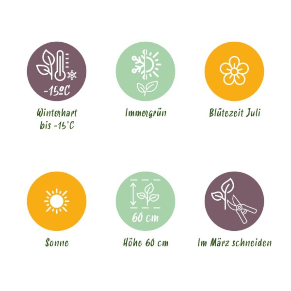 Ziergräser - Stipa tenuifolia Pony Tails - Grün - 4 Pflanzen - Immergrün - Wenig Pflege