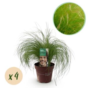 e4747d318391402e9de6518bc9b05378969519db903042bfaa547259fcbac3e8.jpg Ziergräser - Stipa tenuifolia Pony Tails - Grün - 4 Pflanzen - Immergrün - Wenig Pflege
