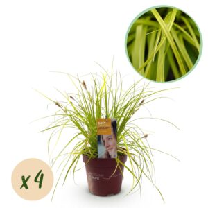 4ac6be52b09248949439e3a3f4ea6819e9f89afa19d54480b1e4361c90947e86.jpg Ziergräser - Carex oshimensis Everillo - Gelb - 4 Pflanzen - Immergrün - Wenig Pflege