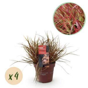 fb400edd19884e5dbbef9ef3987e3632d5fb54f042134ad08c9b634a4f117e02.jpg Ziergräser - Uncinia rubra Everflame - Rot - 4 Pflanzen - Immergrün - Wenig Pflege