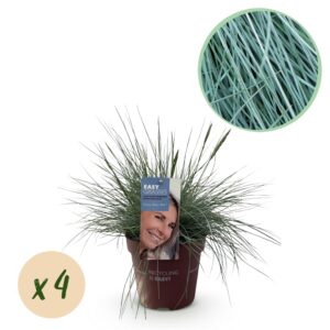e7c29a6945d74433a86785bb373eb4ce4588fb586954449688f9a2278ebba83b.jpg Ziergräser - Festuca glauca Intense Blue - Blau - 4 Pflanzen - Immergrün - Wenig Pflege