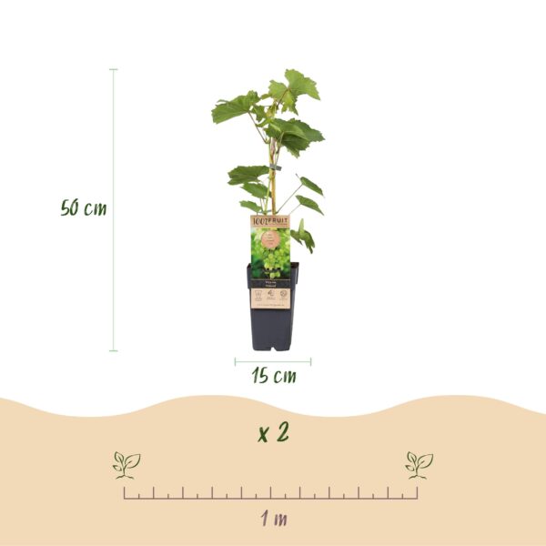 97b05cf9d41b41a297baa18936d666be545bb303c3924d33be72d13607c6e9a9.jpg Obstpflanze - Weiße Traube - Vitis vinifera Himrod - Kernlos - 2 Pflanzen