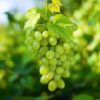 ee990042e05b4c92a4bb788bbf3af159f3f53b45f37a4613aa9d74bdee23a9c0.jpg Obstpflanze - Weiße Traube - Vitis vinifera Himrod - Kernlos - 2 Pflanzen