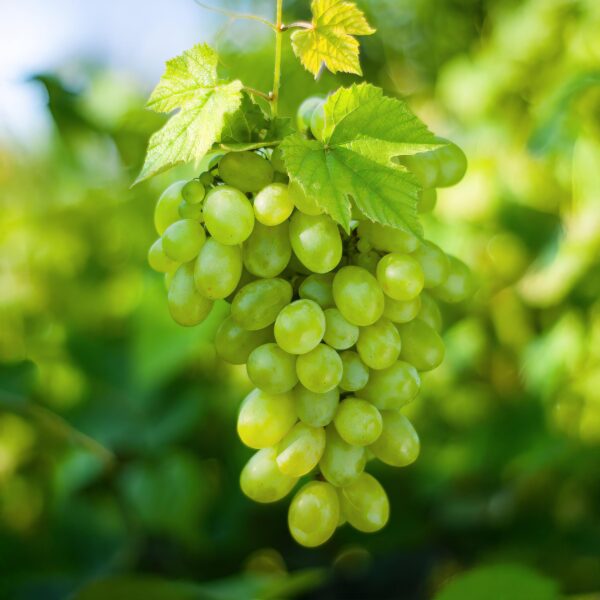 ee990042e05b4c92a4bb788bbf3af159f3f53b45f37a4613aa9d74bdee23a9c0.jpg Obstpflanze - Weiße Traube - Vitis vinifera Himrod - Kernlos - 2 Pflanzen
