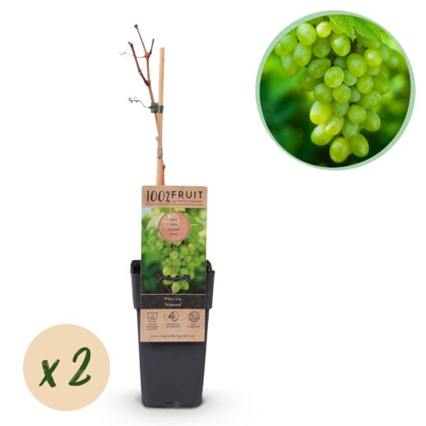 fc655997665c4429bb827fafd46082d6960541c4695f4634ad6b3b6d35a8ec35.jpg Obstpflanze - Weiße Traube - Vitis vinifera Himrod - Kernlos - 2 Pflanzen