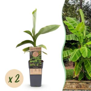 469c8085fe3740b694c76793d99e672d57a189edd60b475580ea08ece14ba9d8.jpg Obstpflanze - Japanische Faserbanane - Musa Basjoo - Winterhart - 2 Pflanzen