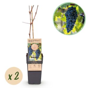14c0bfc1e1f84fa6bf11f6ce9f264057ac33032a71c3408dbec1f098207f6b04.jpg Obstpflanze - Blaue Traube - Vitis vinifera Boskoop Glory - 2 Pflanzen - Topf 15cm Höhe 50cm