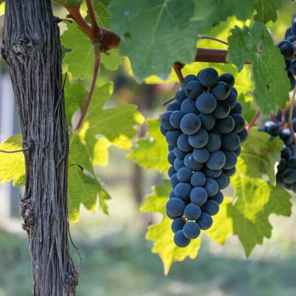 Obstpflanze - Blaue Traube - Vitis vinifera Boskoop Glory - 2 Pflanzen - Topf 15cm Höhe 50cm