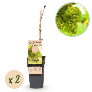 fe0072f1390445349882207277b0b1210b91325c92ac49d0ad6fb3f15e1b46ff.jpg Obstpflanze - Weiße Traube - Vitis vinifera Frühzeit von der Laan - 2 Pflanzen - Topf 15cm Höhe 50cm