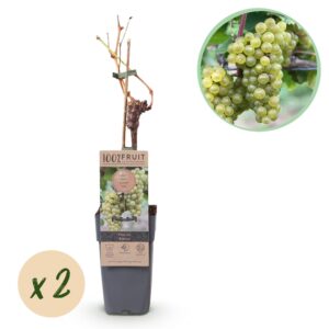 9014abe8b1c5440ab92ae61b64f6dcc46939409696a24b20b2191803d0ae54e7.jpg Obstpflanze - Weiße Traube - Vitis vinifera Bianca - 2 Pflanzen - Topf 15cm Höhe 50cm