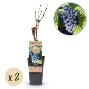 d7422c52ff5940a3aecce8378b4a840b02a933489f3147eb8ab3fb1ea217b908.jpg Obstpflanze - Blaue Weintraube - Vitis vinifera Regent - 2 Pflanzen