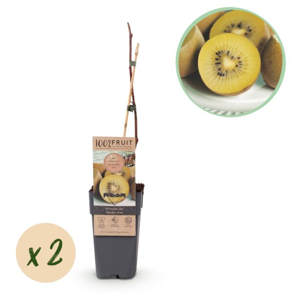 Obstpflanze - Gelbe Kiwi - Actinidia deliciosa Golden Kiwi - Gelbe Frucht | 2 Stücke