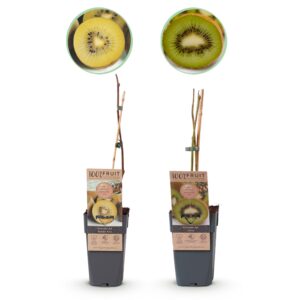 a5e9bd4cf4d04fd799793b103fdcb139b053dffacbd345a1a861d94646286b59.jpg Obstpflanze - Grüne & Gelbe Kiwi - Actinidia deliciosa Jenny & Goldene Kiwi - 2 Pflanzen - Topf 15cm Höhe 50cm