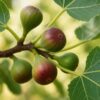 Obstpflanze - Feigenbaum - Ficus caria Little mis Figgy - Rote Frucht - 2 Pflanzen