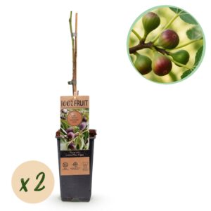 8798d60ab7fb4357a89358681ff38ba6055d1e2993194322a33e1605721c6c9d.jpg Obstpflanze - Feigenbaum - Ficus caria Little mis Figgy - Rote Frucht - 2 Pflanzen