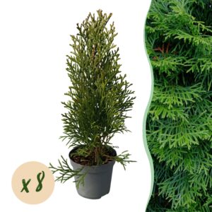 a802e41a7f184c7aafb12816793885f71e3e2387c1a345e79221a32a5f5f9add.jpg Heckenpflanzen - Thuja occidentalis Smaragd - Blatt grün - 8 Pflanzen - 1 laufender Meter - immergrün
