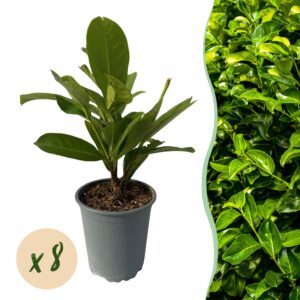 272c0f86b79f45e6b1f925b2349d61bcd6811ef504b64737aa2d8af90cbf5863.jpg Heckenpflanzen - Prunus laurocerasus Rotundifolia - Blatt grün - 8 Pflanzen - 1 laufender Meter - immergrün - Topf 9cm Höhe 30-35cm