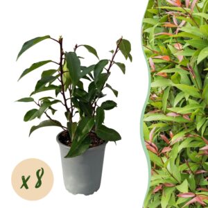5839b717ef934b328e4c07026e79436166f27c3ab29a40cc8b0e562736ad83f9.jpg Heckenpflanzen - Prunus lusitanica Angustifolia - Blatt grün - 8 Pflanzen - 1 laufender Meter - immergrün - Topf 9cm Höhe 30-35cm