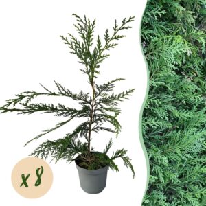 4ecbdcda3abc4401be547698ec7024d6b98733f701e347d89cd446c88a9ac9fa.jpg Heckenpflanzen - Cupressocyparis leylandii - Blatt grün - 8 Pflanzen - 1 laufender Meter - immergrün - Topf 9cm Höhe 35-40cm